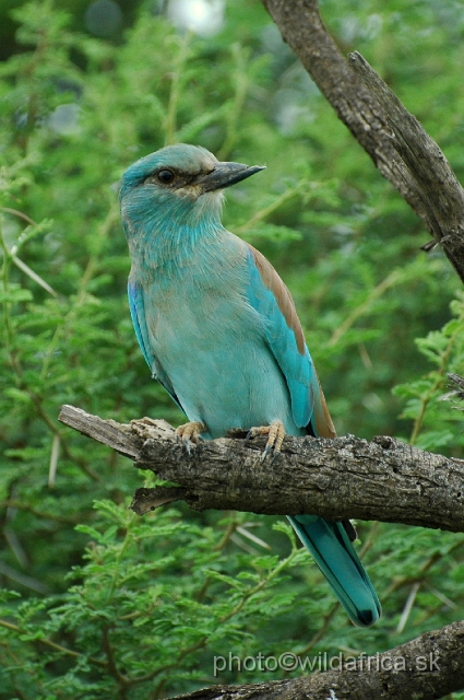 puku rsa 060.jpg - European Roller (Coracius garrulus)